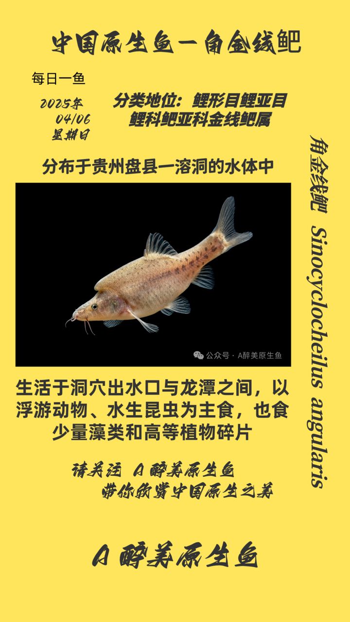魚缸過濾器選購指南:自制魚缸過濾器魚缸上置過濾器對于養魚愛好者的必備知識 角金線鲃 龍魚論壇 角金線鲃 角金線鲃 龍魚論壇