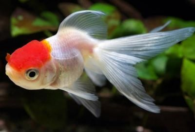 白色的觀賞魚叫什么名字好聽點（關于白色觀賞魚的養護）