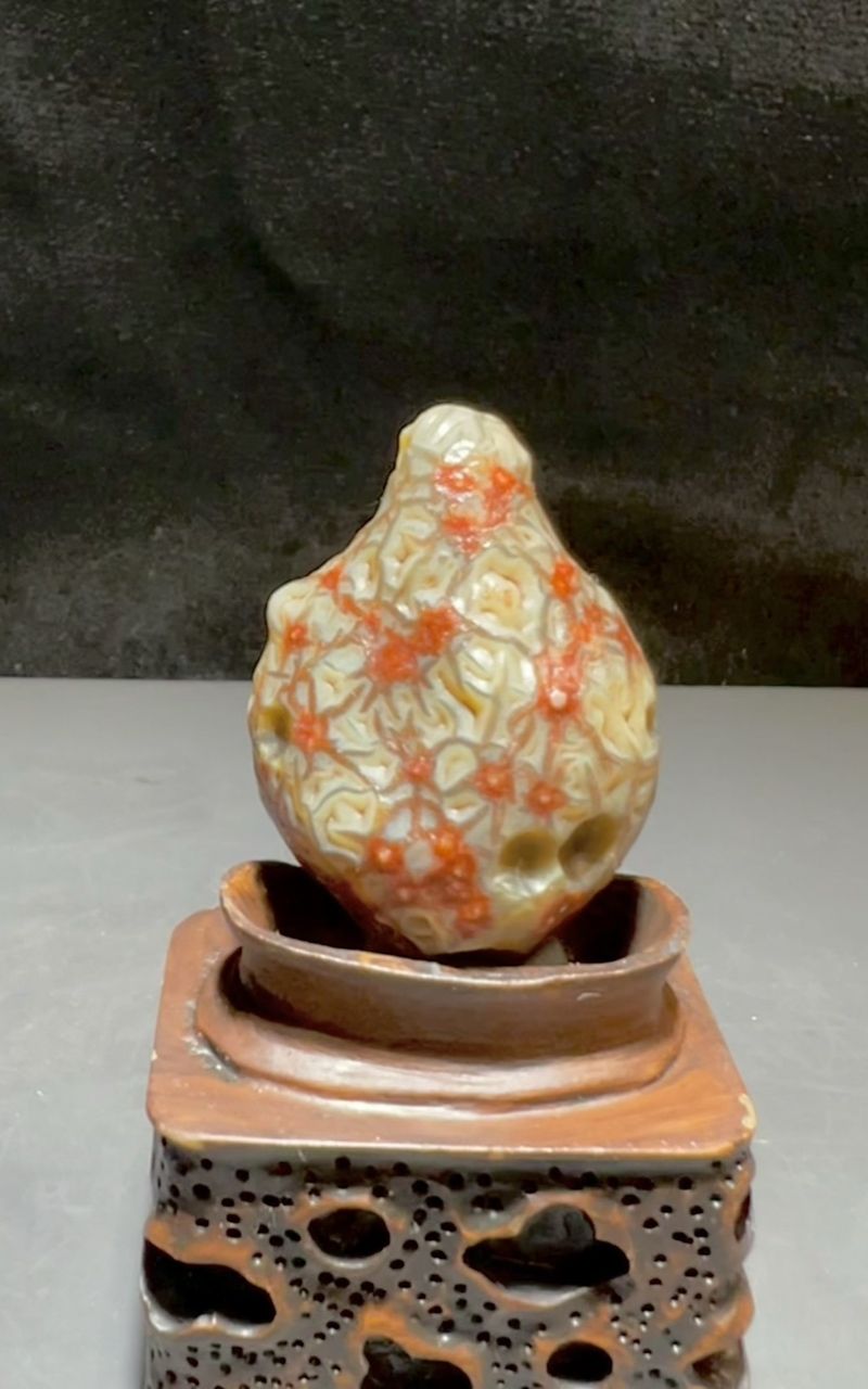 花開富貴 花開富貴 龍魚論壇