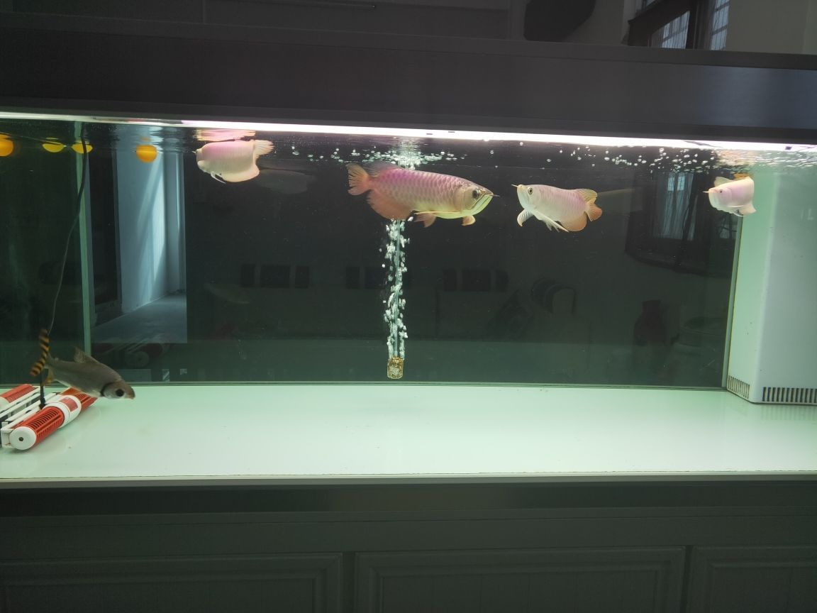 大連水族批發市場在哪里進貨好一點（大連最大的水產品批發市場）