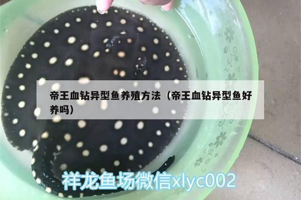 魚怎么養才是正確的方法，全面指南