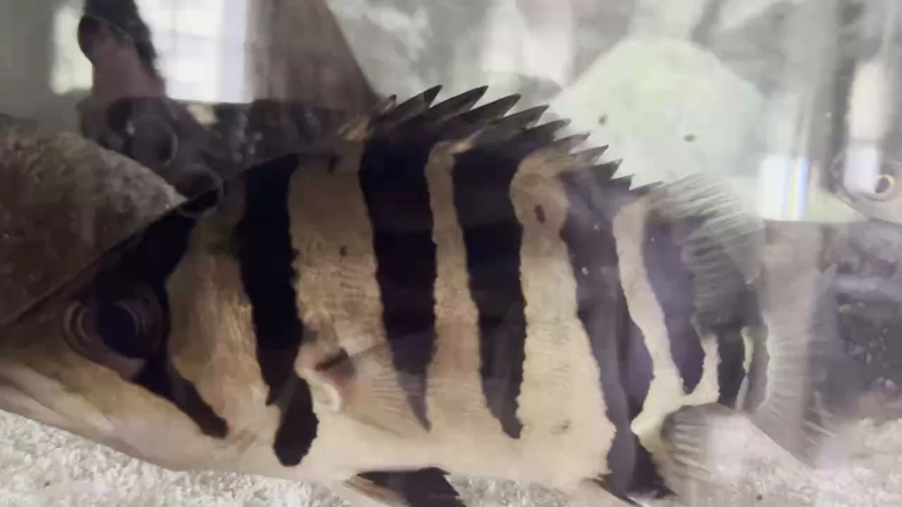 求助！虎魚