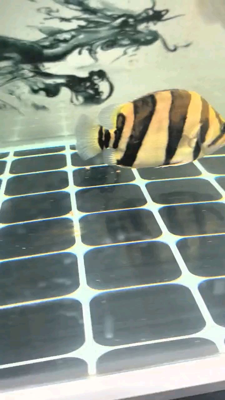 20cm的小三紋