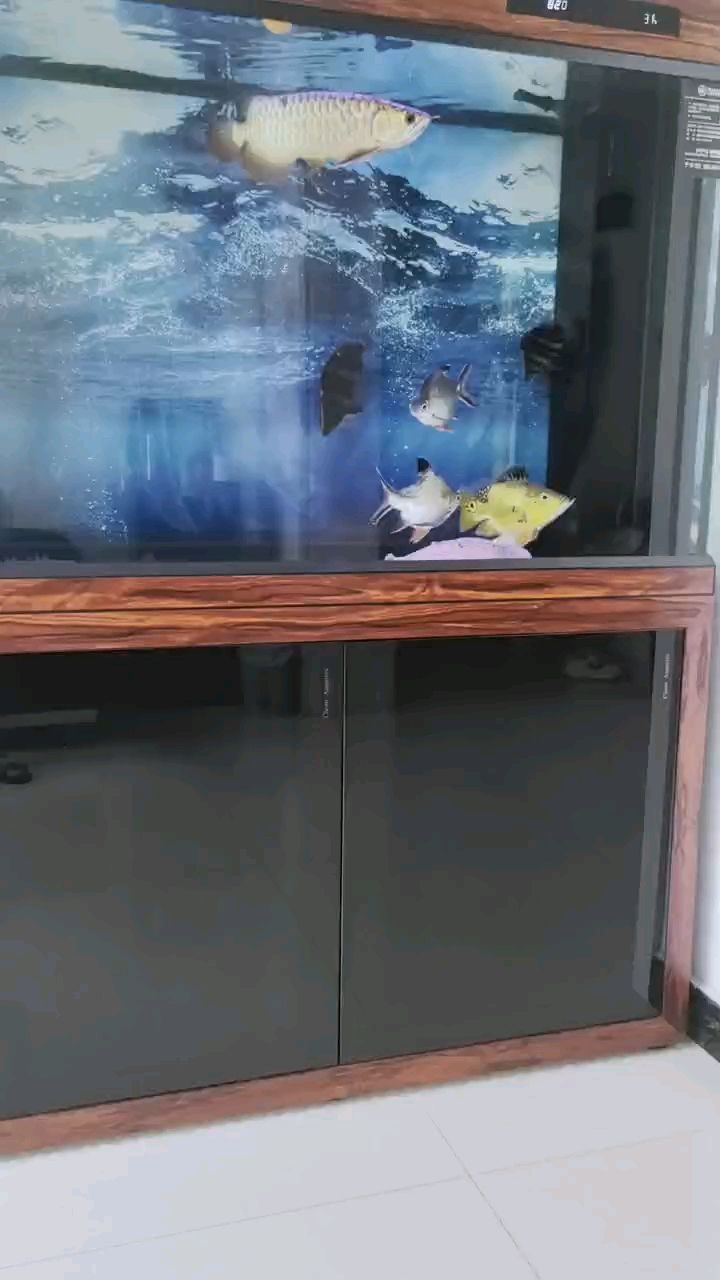 元寶鯽到家