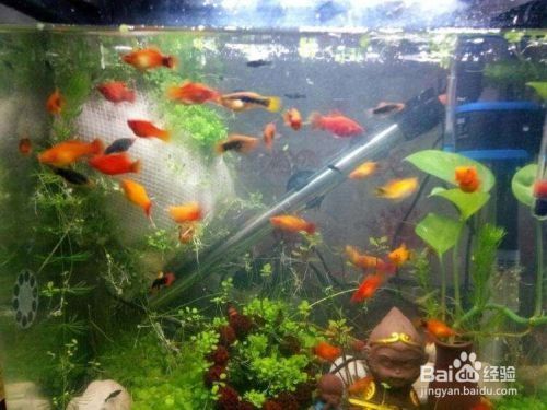 魚怎么發(fā)朋友圈吸引人?教你打造高人氣社交圈! 龍魚百科 第2張 魚怎么發(fā)朋友圈吸引人?教你打造高人氣社交圈! 魚怎么發(fā)朋友圈吸引人?教你打造高人氣社交圈! 龍魚百科 第2張