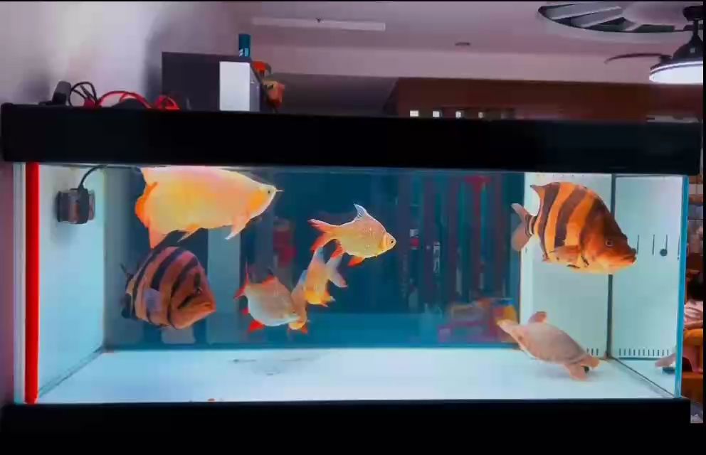 愉悅的心情！ 愉悅的心情！ 龍魚論壇