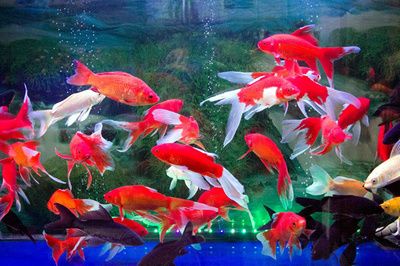 魚葬的四個吉位，風水智慧與自然輪回的完美結合 魚葬的四個吉位，風水智慧與自然輪回的完美結合 龍魚百科 第3張