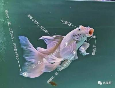 蝴蝶鯉普身和短身（蝴蝶鯉普身和短身的區別）