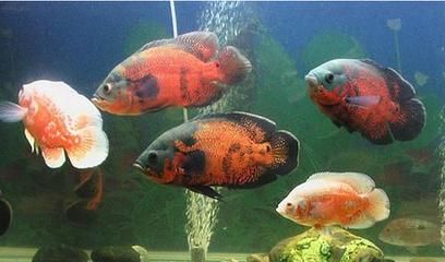 魚在水面飄著一動不動，自然現象背后的生態密碼