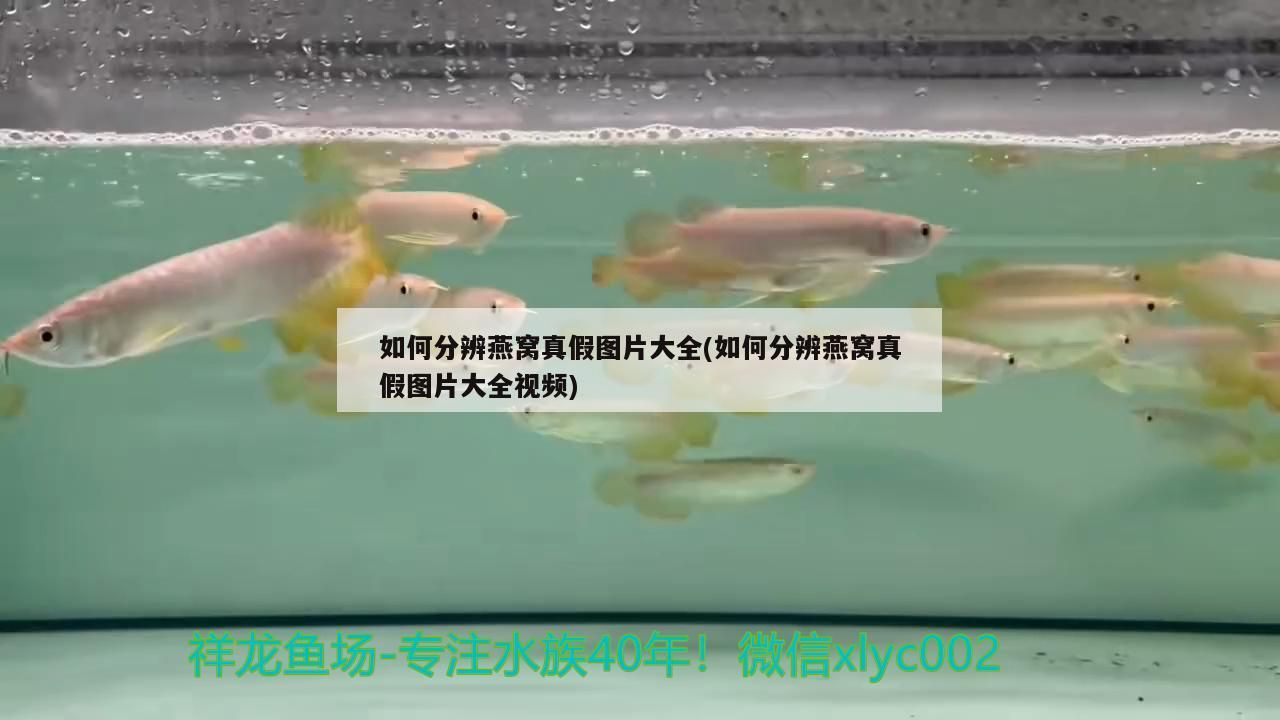 龍魚最近怎么總是跳缸呢(龍魚最近怎么總是跳缸呢視頻)