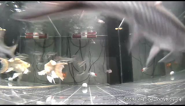 魚是不是有點少了？