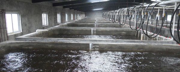 魚在十二生肖屬什么動物？揭秘生肖文化中的隱藏角色