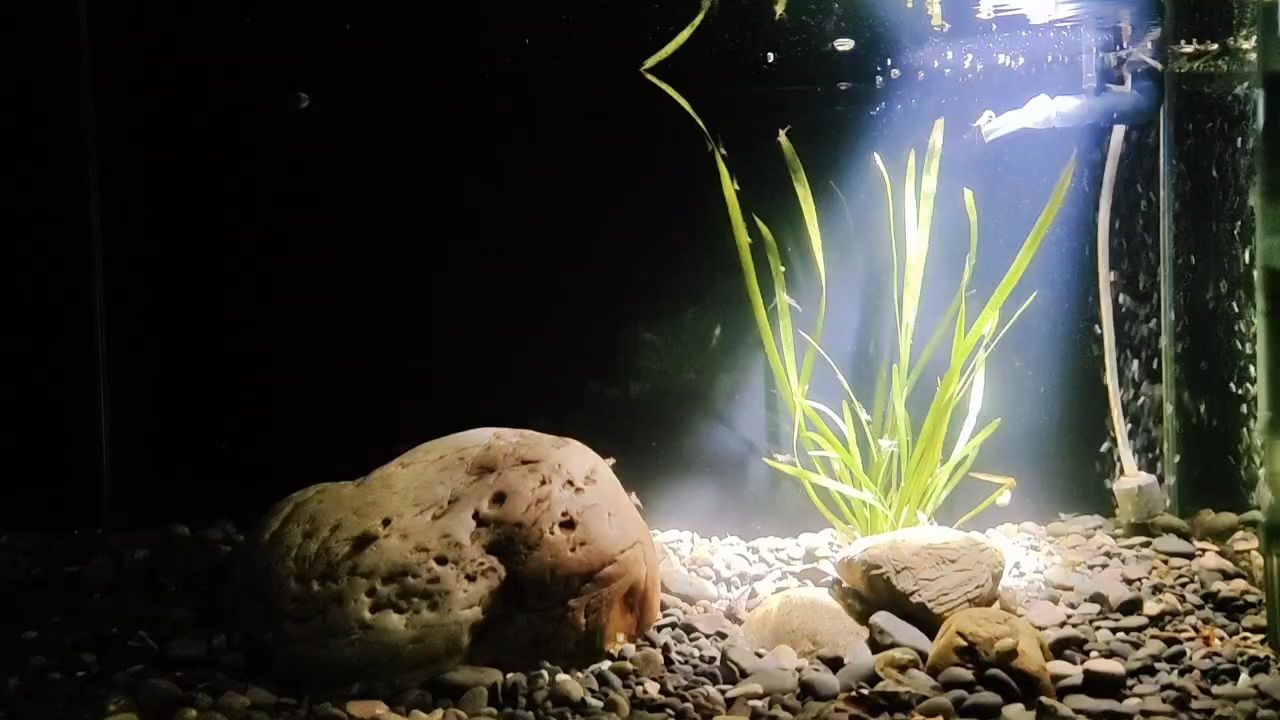 周六魚快 周六魚快 龍魚論壇