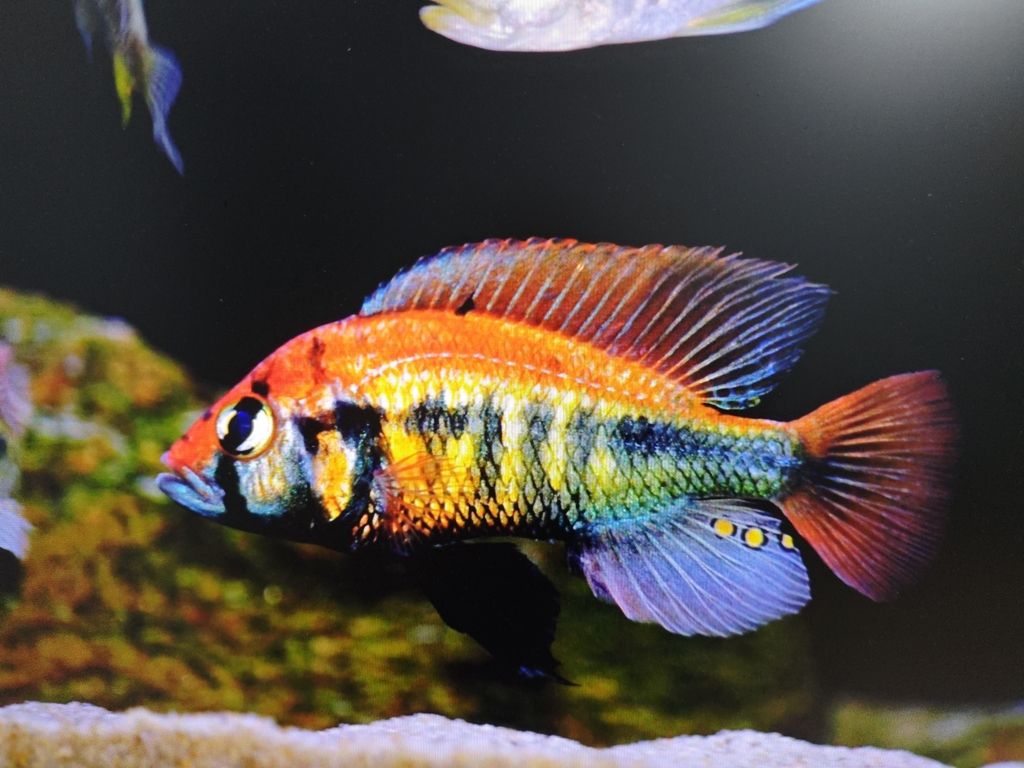 魚缸用增氧泵價格是多少:魚缸增氧機-xtrac增氧機-xtrac增氧機 維鯛 龍魚論壇 維鯛 維鯛 龍魚論壇