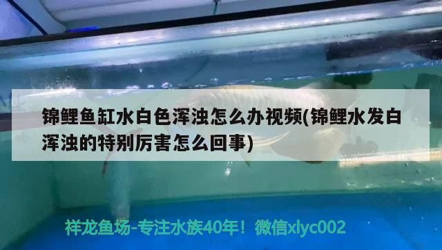 印尼虎魚多少溫度飼養(yǎng)最好:印尼虎魚多少溫度飼養(yǎng)最好印尼虎魚多少溫度飼養(yǎng)最好 錦鯉魚缸水白色渾濁怎么辦視頻(錦鯉水發(fā)白渾濁的特別厲害怎么回事) 可麗愛魚缸 錦鯉魚缸水白色渾濁怎么辦視頻(錦鯉水發(fā)白渾濁的特別厲害怎么回事) 錦鯉魚缸水白色渾濁怎么辦視頻(錦鯉水發(fā)白渾濁的特別厲害怎么回事) 可麗愛魚缸