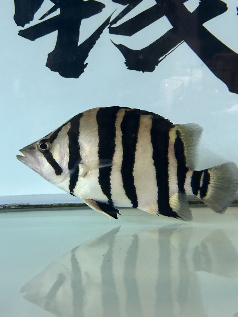 紅龍魚編號查詢系統有哪些，紅龍魚編號查詢系統