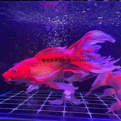 球體蝴蝶鯉苗20公分錦鯉圖片（球體蝴蝶鯉苗20公分左右規格） 球體蝴蝶鯉苗20公分錦鯉圖片（球體蝴蝶鯉苗20公分左右規格） 蝴蝶鯉百科 第1張