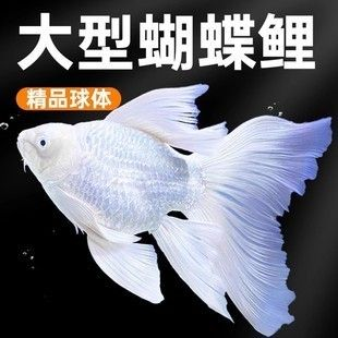 球體蝴蝶鯉苗20公分錦鯉圖片（球體蝴蝶鯉苗20公分左右規格） 球體蝴蝶鯉苗20公分錦鯉圖片（球體蝴蝶鯉苗20公分左右規格） 蝴蝶鯉百科 第2張