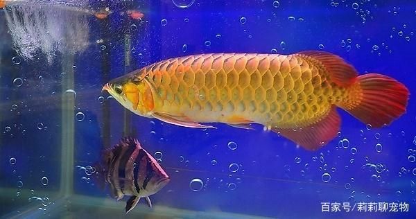老魚匠燈怎么樣（老魚匠的燈怎么樣）