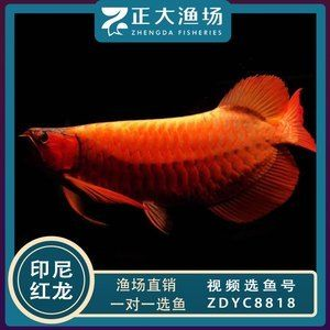 大湖紅龍魚批發（紅龍魚批發價格）