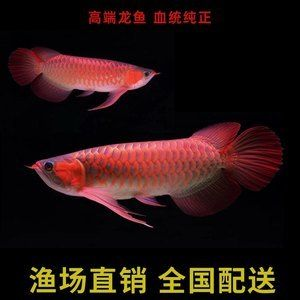 大湖紅龍魚批發（紅龍魚批發價格）