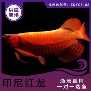 大湖紅龍魚批發（紅龍魚批發價格）