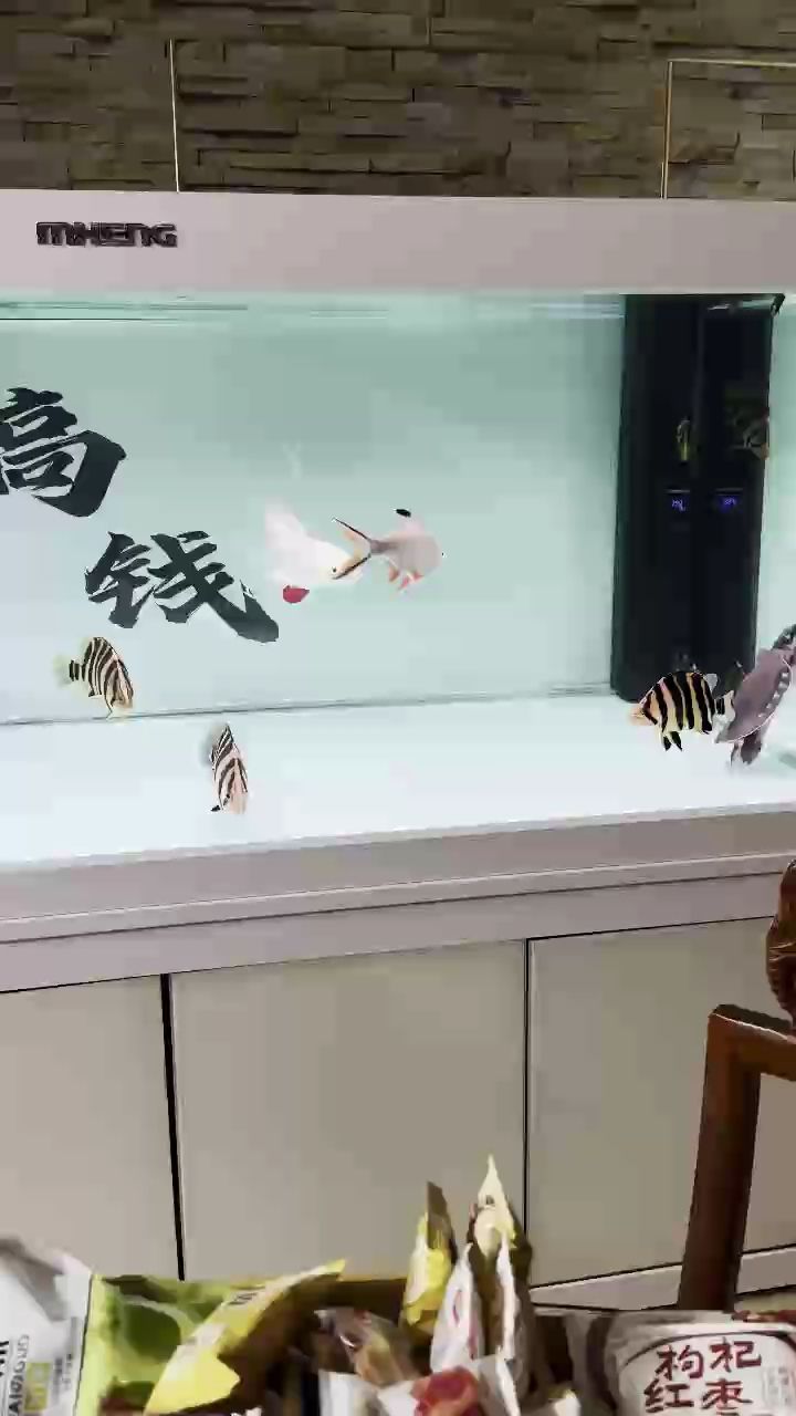 虎 虎 龍魚論壇 第1張