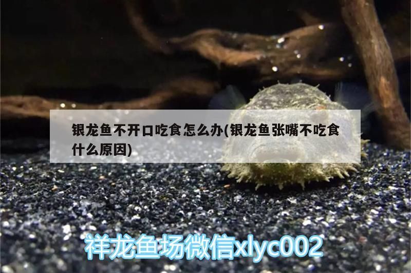 銀龍魚不開口吃食怎么辦(銀龍魚張嘴不吃食什么原因) 銀龍魚不開口吃食怎么辦(銀龍魚張嘴不吃食什么原因) 銀龍魚百科