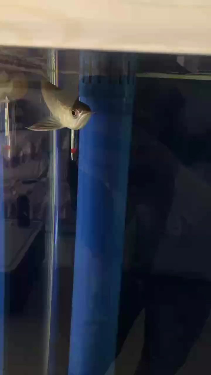 龍魚干蝦有營養嗎 魚到家第二天了,從昨天到今天就這么不停的轉圈圈,這是啥意思 龍魚論壇 魚到家第二天了,從昨天到今天就這么不停的轉圈圈,這是啥意思 魚到家第二天了,從昨天到今天就這么不停的轉圈圈,這是啥意思 龍魚論壇