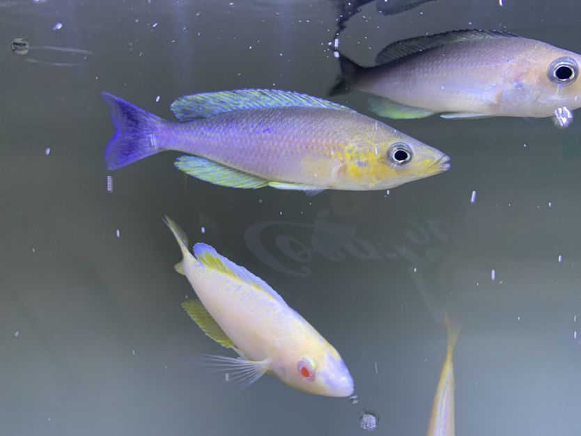 北海魚缸定做店地址電話號碼（ 北海哪里有魚缸賣）
