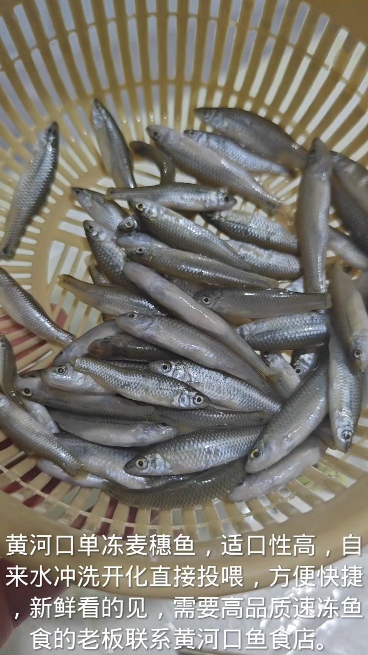單凍麥穗魚 單凍麥穗魚 龍魚論壇