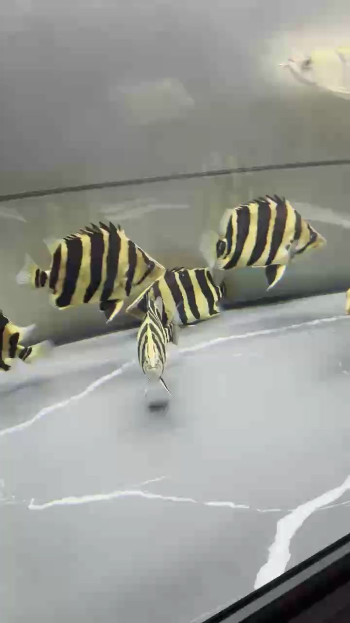 哈哈哈有沒有魚友群讓我進(jìn)去裝個逼 哈哈哈有沒有魚友群讓我進(jìn)去裝個逼 龍魚論壇 第1張