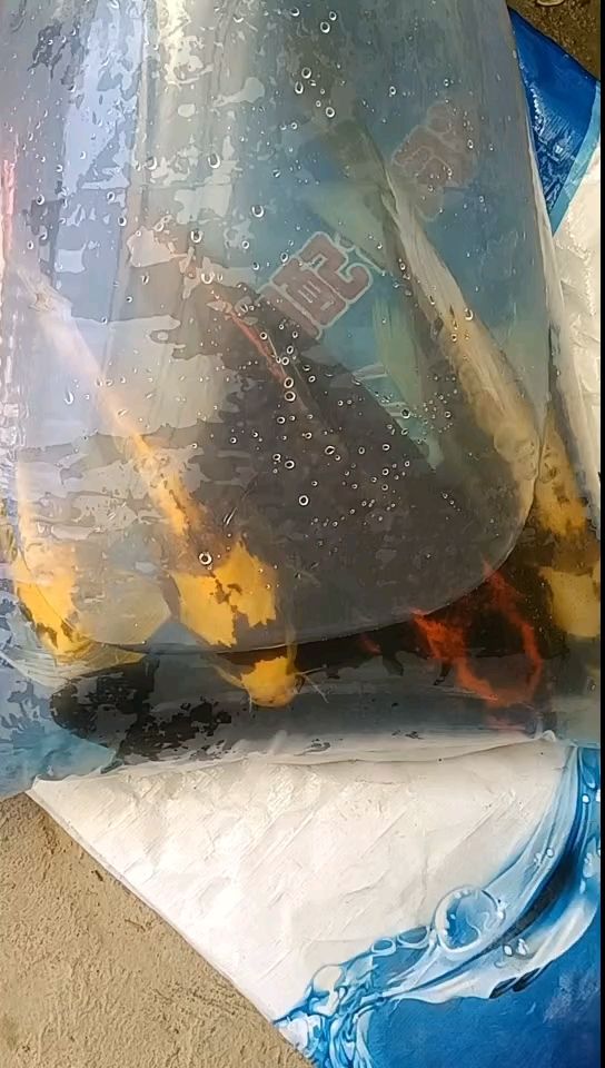 來一波 來一波 龍魚論壇