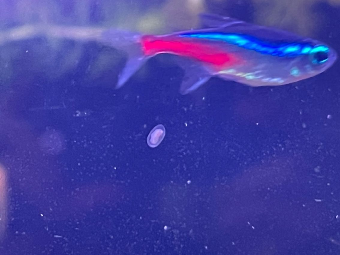 這是什么蟲,對孔雀魚有害嗎?怎么防治? 龍魚論壇 第2張 這是什么蟲,對孔雀魚有害嗎?怎么防治? 這是什么蟲,對孔雀魚有害嗎?怎么防治? 龍魚論壇 第2張