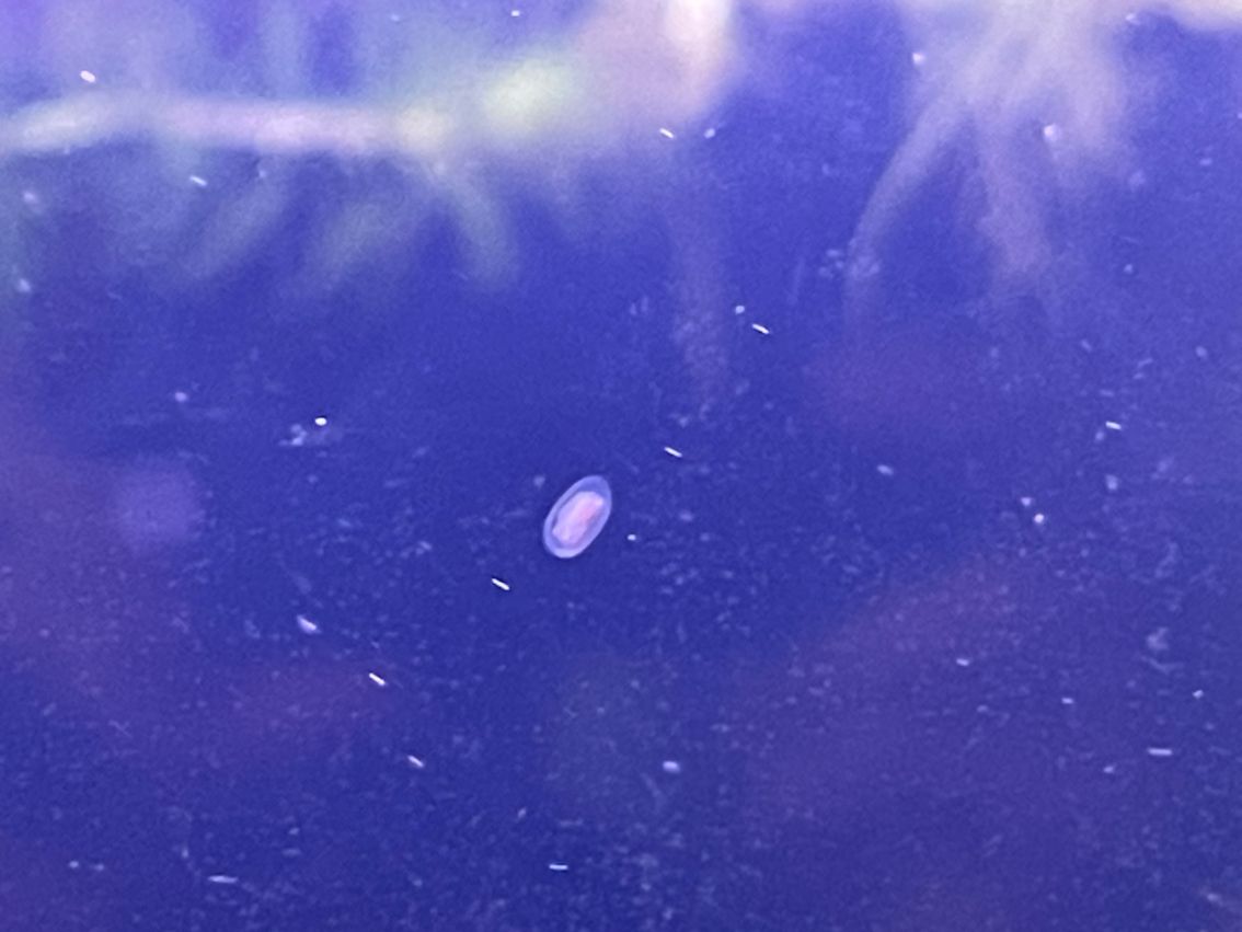 這是什么蟲,對孔雀魚有害嗎?怎么防治? 龍魚論壇 第1張 這是什么蟲,對孔雀魚有害嗎?怎么防治? 這是什么蟲,對孔雀魚有害嗎?怎么防治? 龍魚論壇 第1張