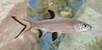 紅頭魚觀賞魚（紅頭魚是一種常見的食用魚品種紅頭魚的養(yǎng)殖技巧） 紅頭魚觀賞魚（紅頭魚是一種常見的食用魚品種紅頭魚的養(yǎng)殖技巧） 新加坡三巴旺 第1張