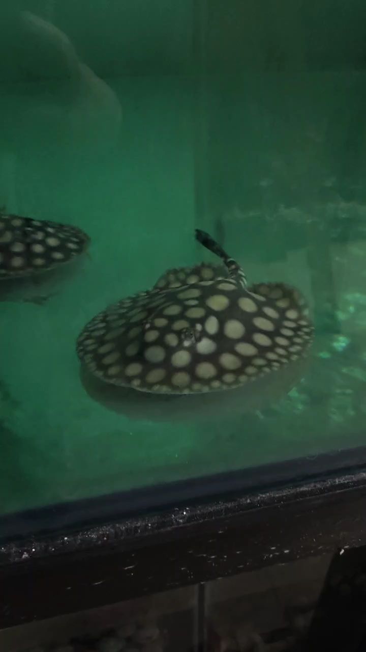 魟魚虹魚魔鬼魚