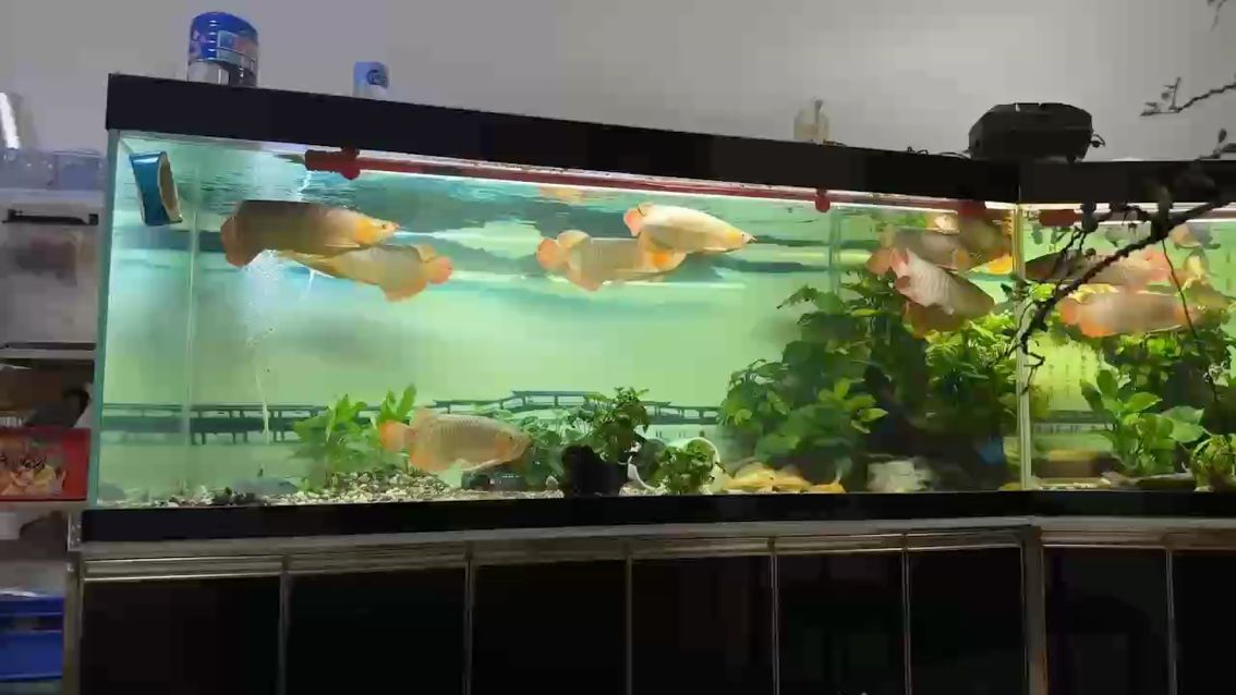 龍魚發色會反復嗎（如何判斷龍魚是否發色？）