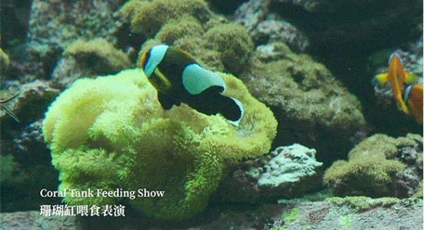 水族館有表演嗎：美人魚表演背后的故事