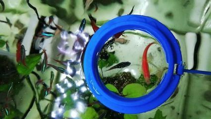 觀賞魚的懷孕周期（觀賞魚的懷孕周期因素對觀賞魚的繁殖習性和懷孕周期的影響）