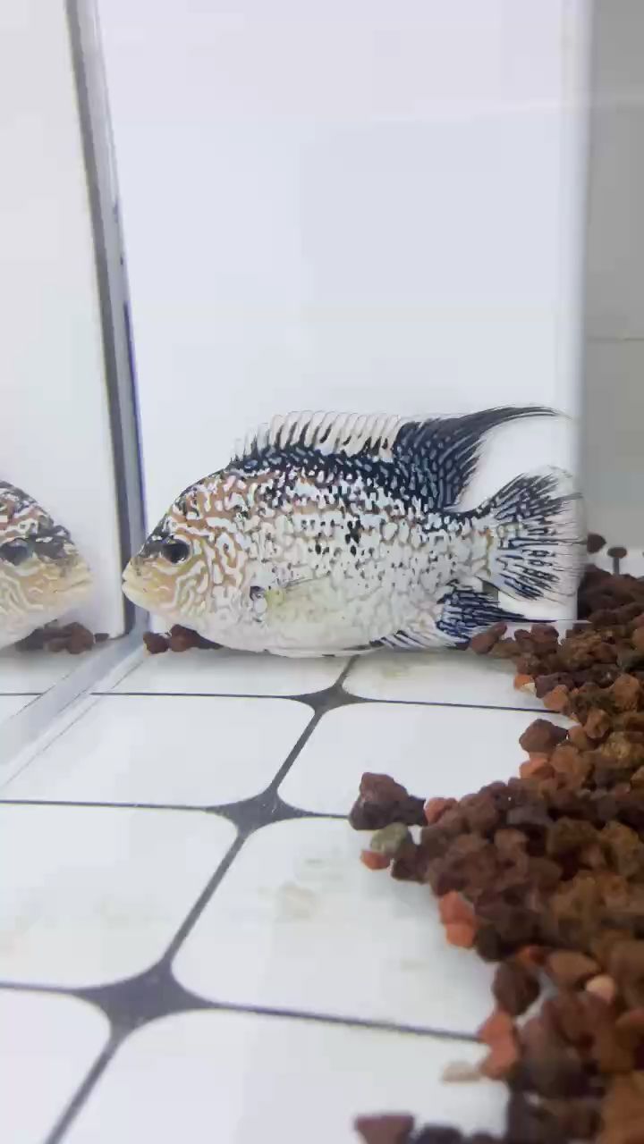 魚缸過濾器選購指南:自制魚缸過濾器魚缸上置過濾器對于養魚愛好者的必備知識 不要睡了,天亮了 龍魚論壇 不要睡了,天亮了 不要睡了,天亮了 龍魚論壇
