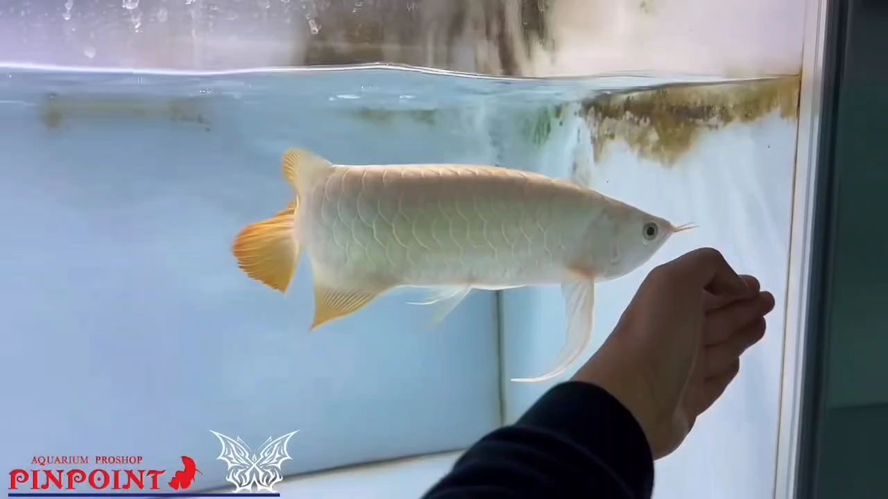 大胸鰭大后三，蘇神稀有物種。