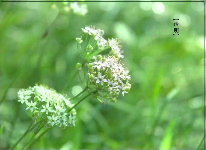 清明節 清明節 龍魚論壇