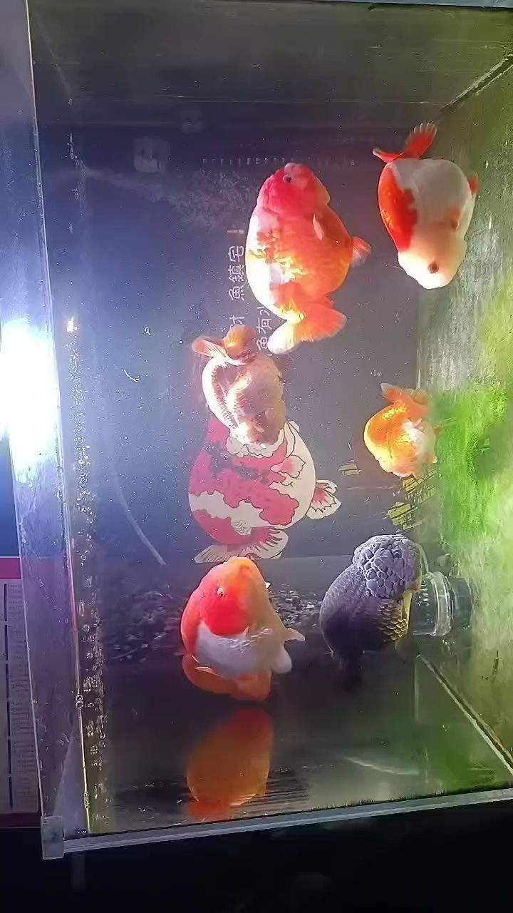 溶氧應該是夠了，后天部分換水 溶氧應該是夠了，后天部分換水 龍魚論壇