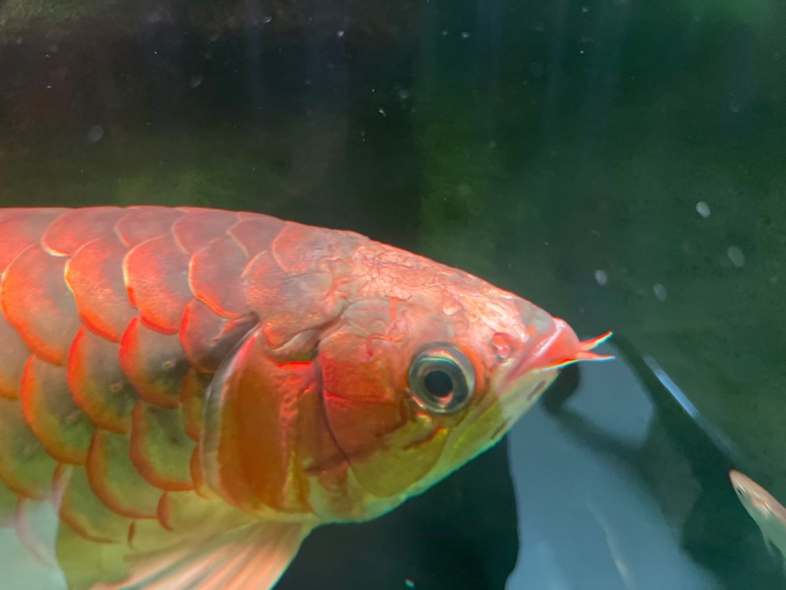 紅龍魚，像是頭洞病，求大神盡快支招。要用