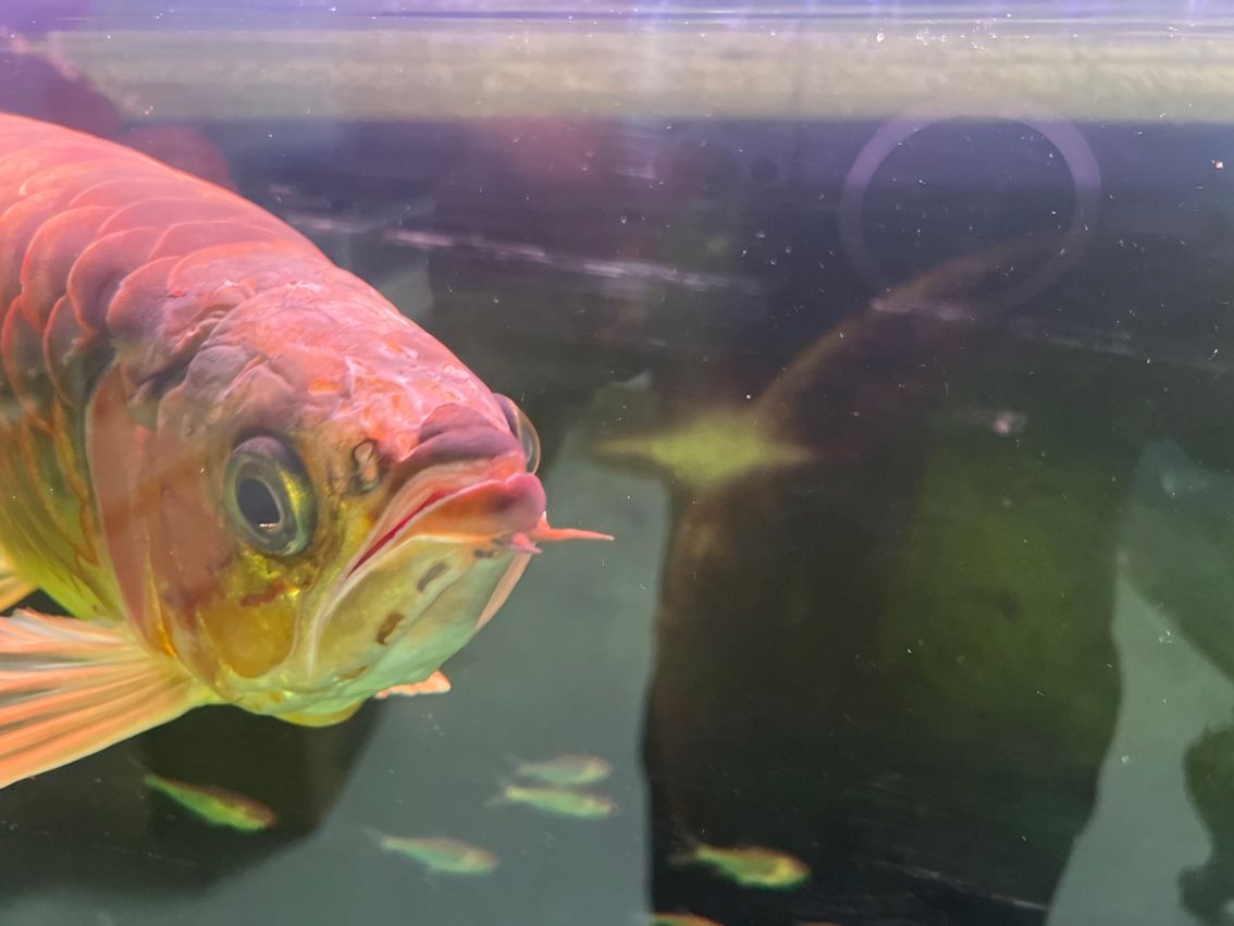 紅龍魚，像是頭洞病，求大神盡快支招。要用