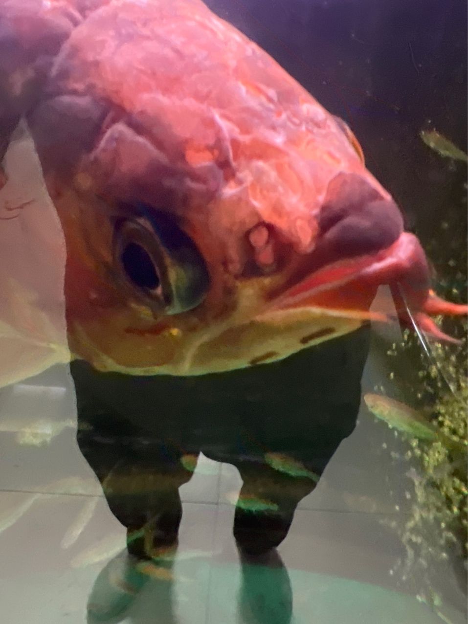 紅龍魚，像是頭洞病，求大神盡快支招。要用