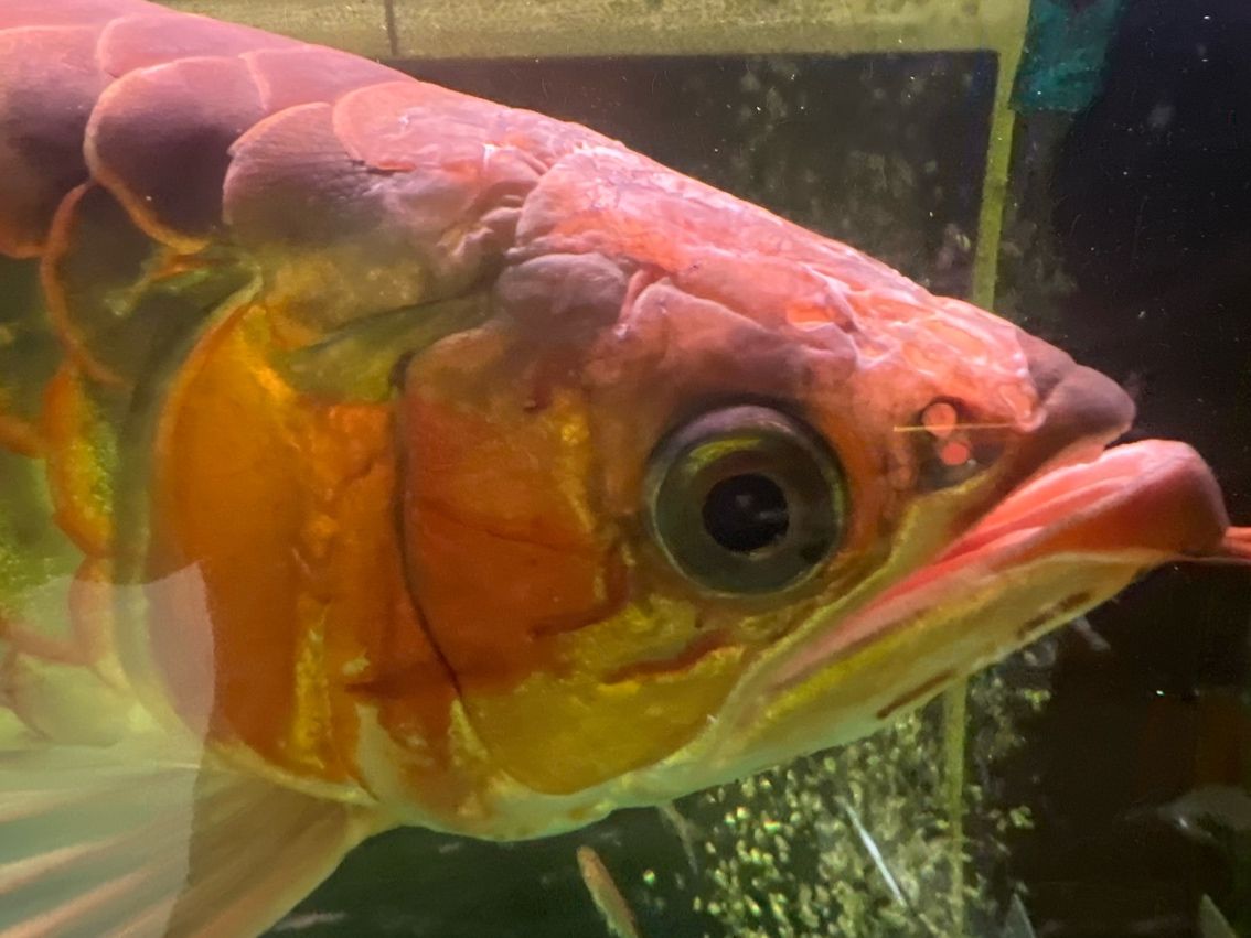 紅龍魚，像是頭洞病，求大神盡快支招。要用