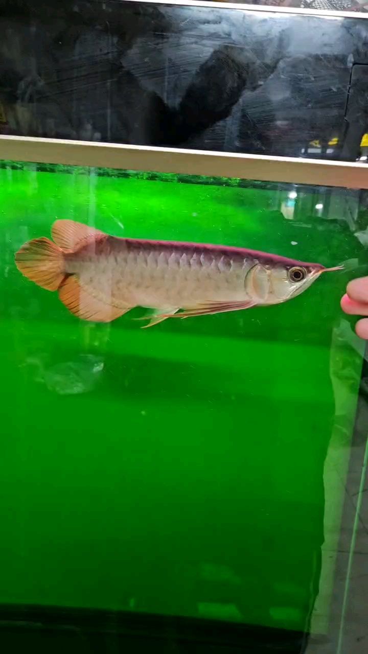 朋友們，看看這條魚(yú)