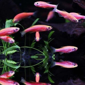 觀賞魚 快遞（快遞行業(yè)的綠色包裝革命） 觀賞魚 快遞（快遞行業(yè)的綠色包裝革命） 貝因美 第2張